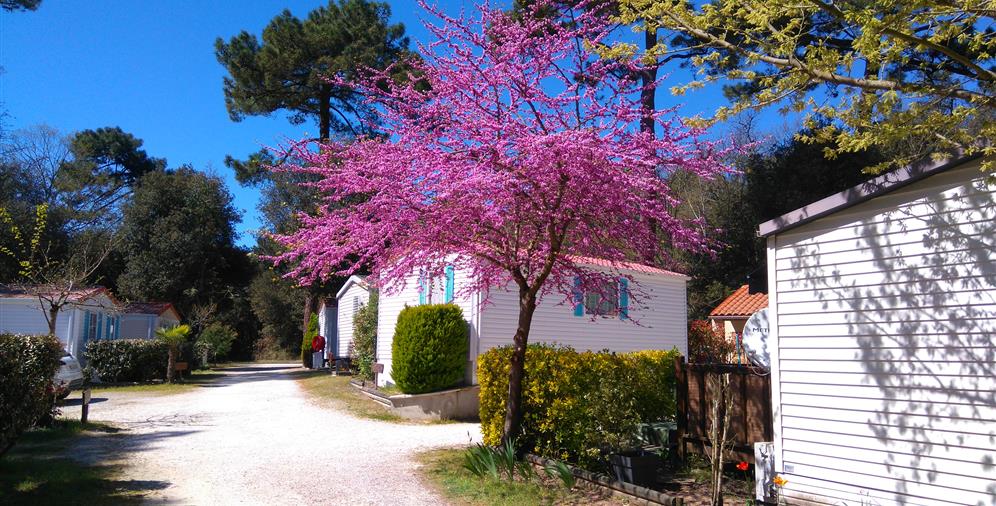 Camping les Ombrages